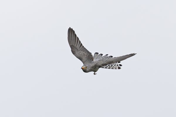 African cuckoo