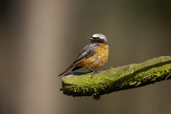 Gekraagde Roodstaart