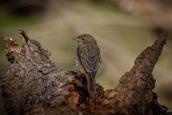 Gekraagde Roodstaart
