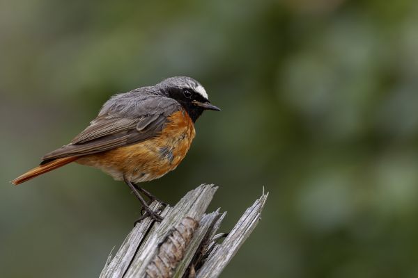 Gekraagde Roodstaart