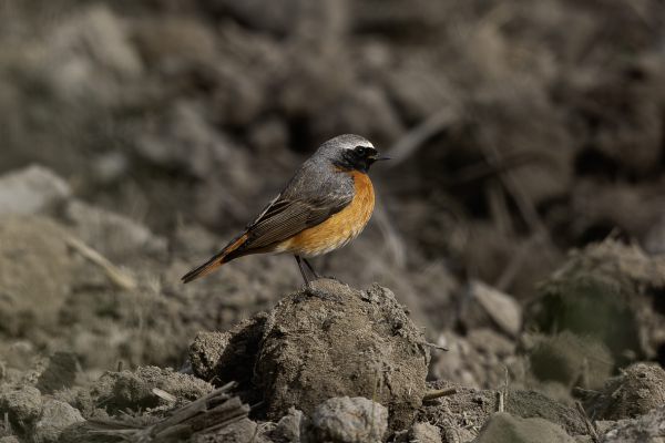 Gekraagde Roodstaart