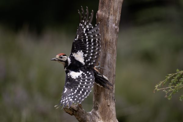 Grote Bonte Specht