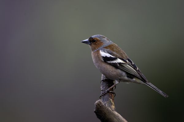 Vink