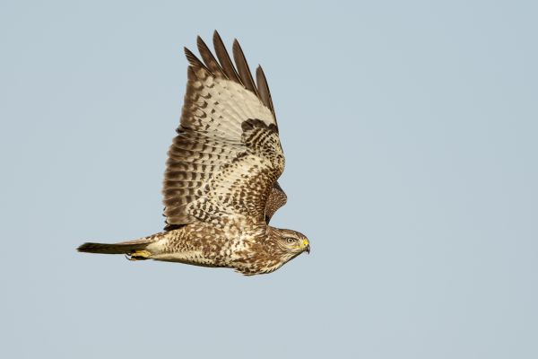 Buizerd