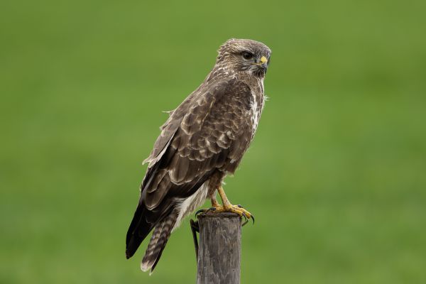 Buizerd