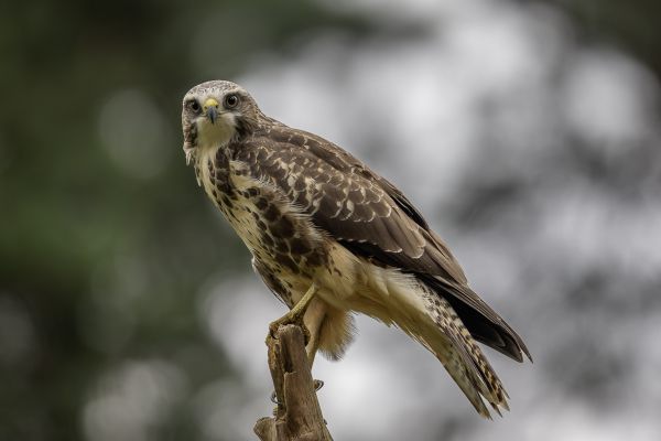 Buizerd