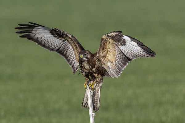 Buizerd