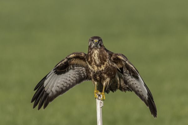 Buizerd