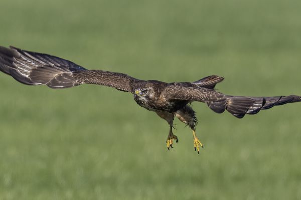 Buizerd