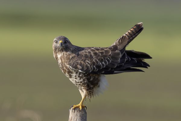 Buizerd