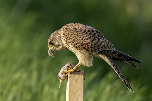 Common Kestrel