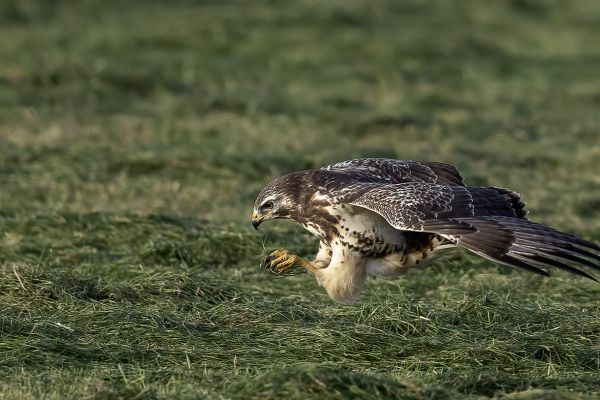 Buizerd