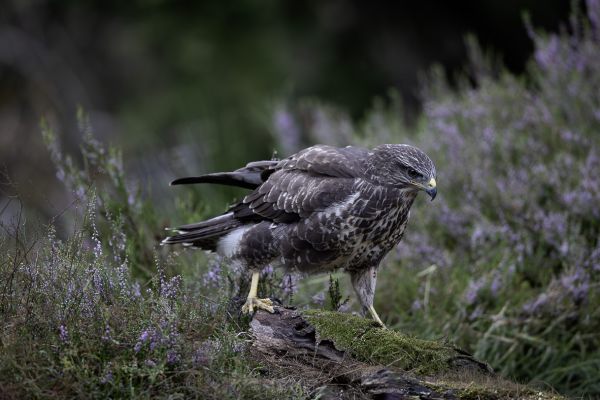 Buizerd