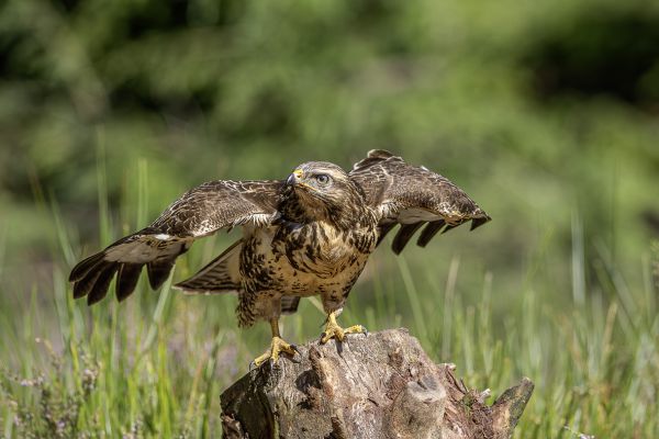 Buizerd
