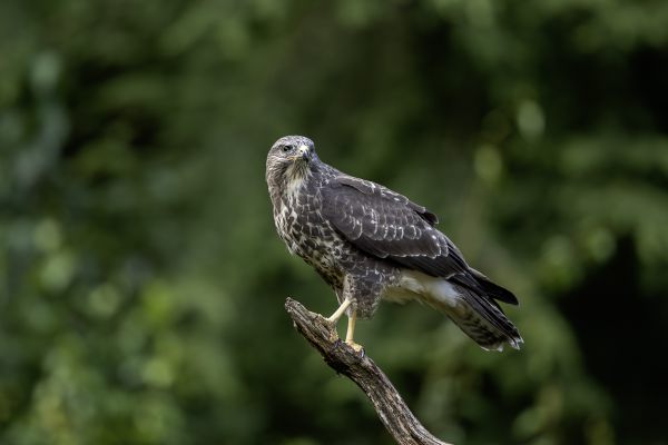 Buizerd