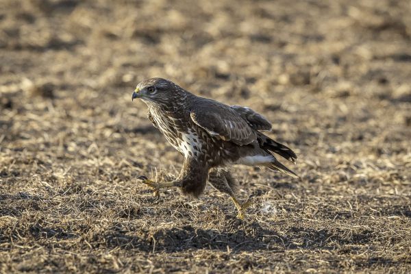 Buizerd