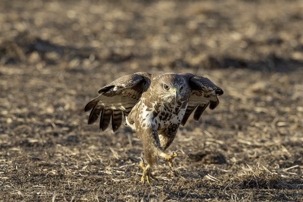 Buizerd