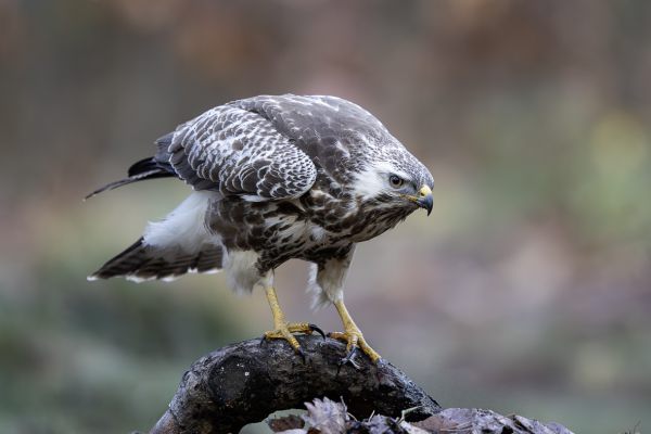 Buizerd