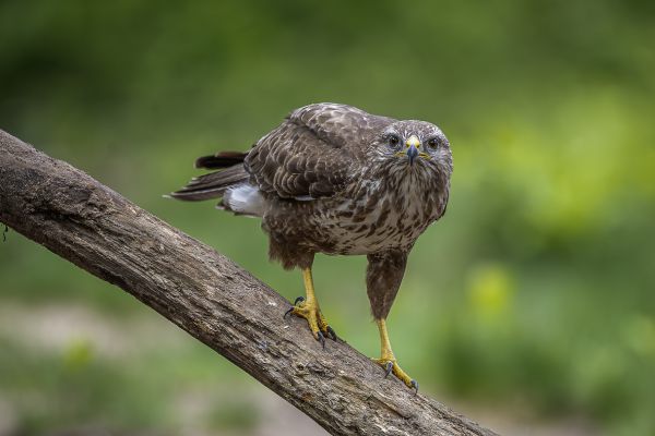 Buizerd