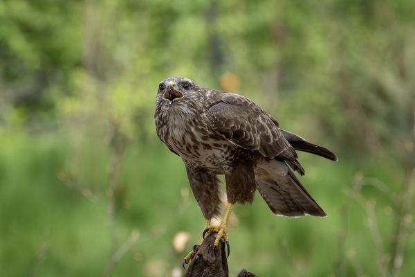 Buizerd
