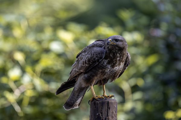 Buizerd