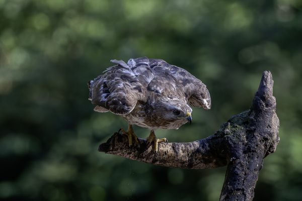 Buizerd