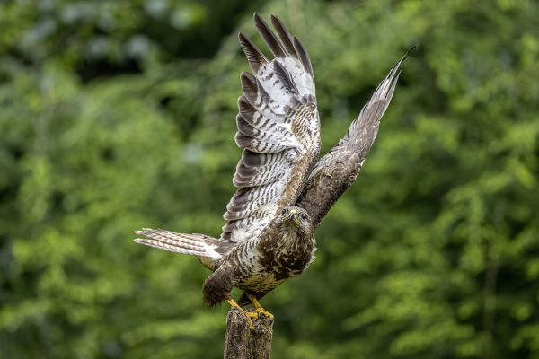 Buizerd