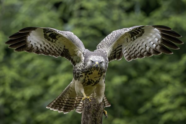 Buizerd