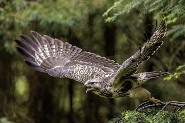 Buizerd