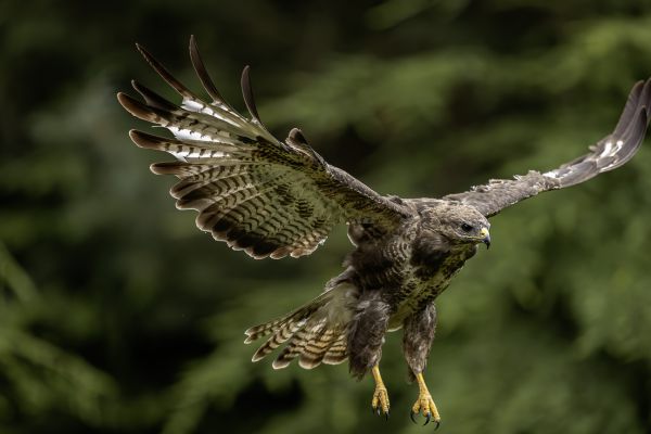 Buizerd
