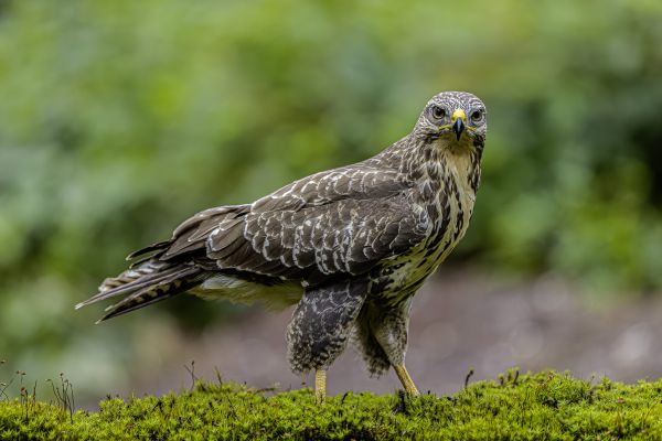 Buizerd