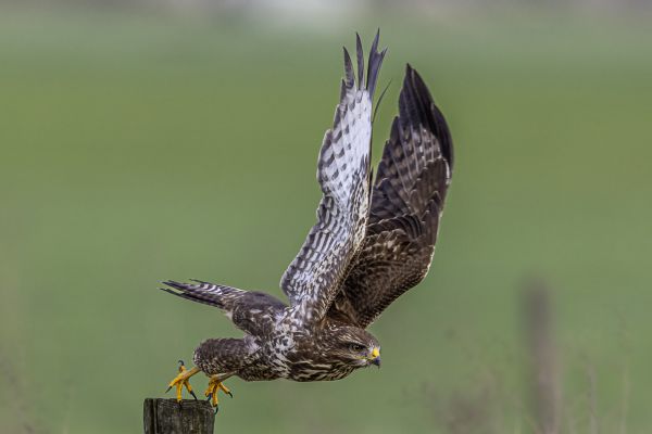 Buizerd