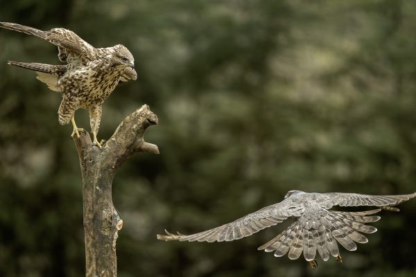 Buizerd