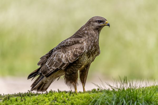 Buizerd