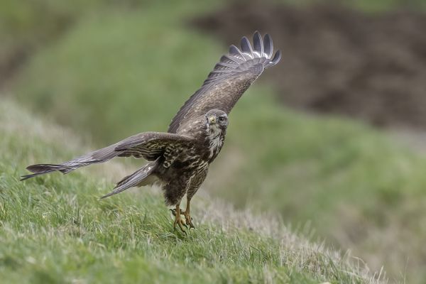 Buizerd