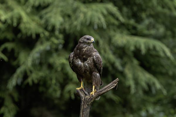 Buizerd