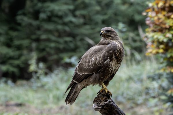 Buizerd