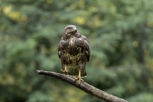 Buizerd