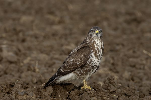 Buizerd