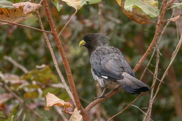Western Grey Plantain-eater