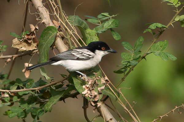 Gambiapoederdonsklauwier