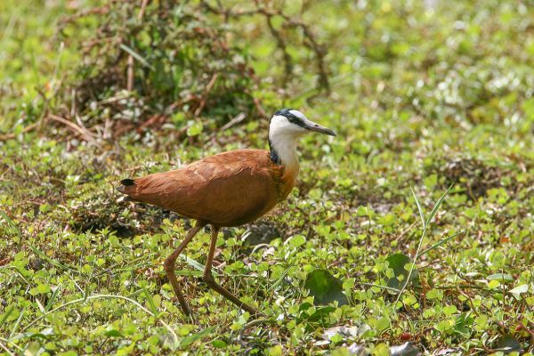 Jacana