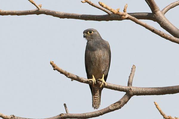 Grey Kestrel