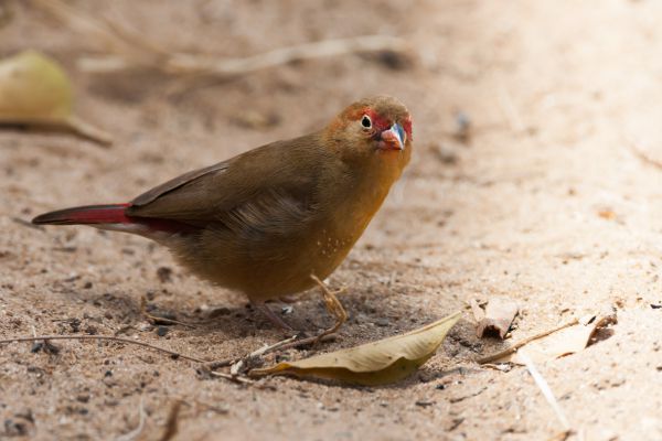 Zwaluwstaartbijeneter