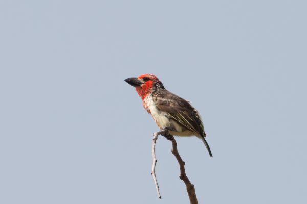 Rood-gele Baardvogel