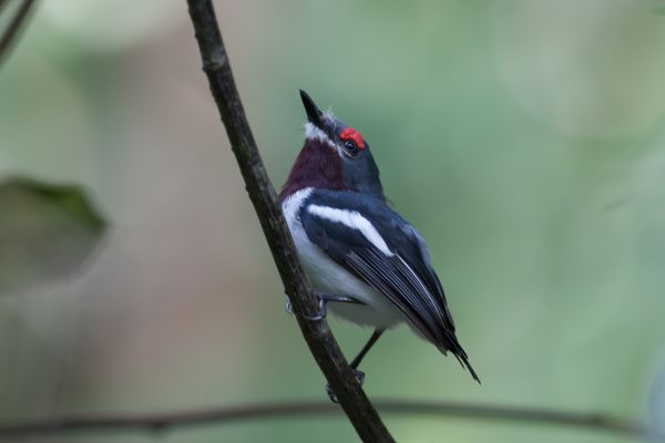 Bruinkeellelvliegenvanger