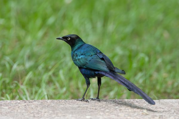 Groene Langstaartglansspreeuw