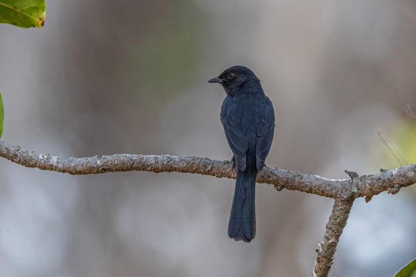 Rechtstaartdrongo