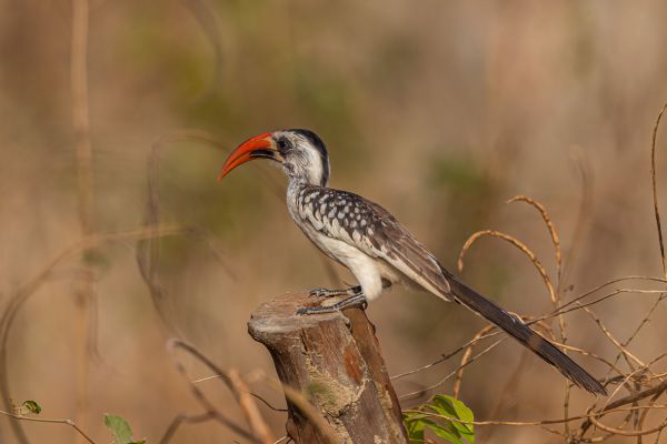 Red-billed Hornbill