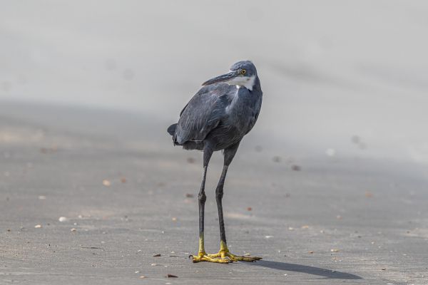 Westelijke_Rifreiger